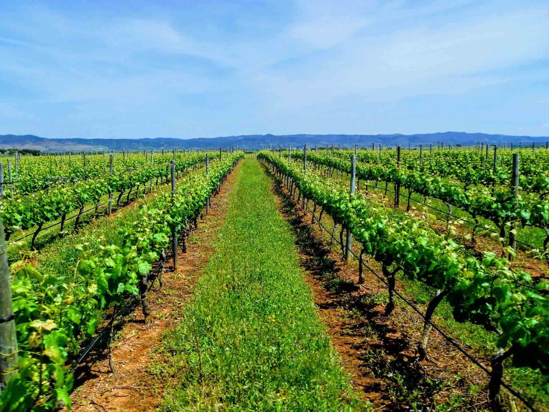 Alentejo-Vineyards