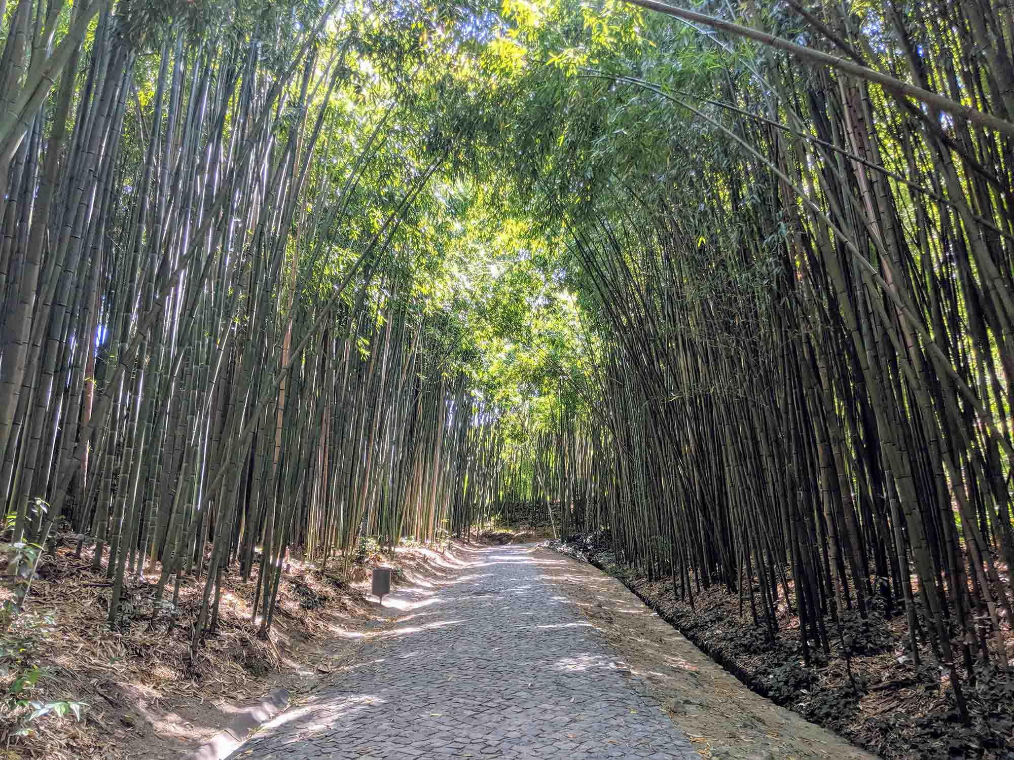 Bamboo walk coimbra university botanical gardens
