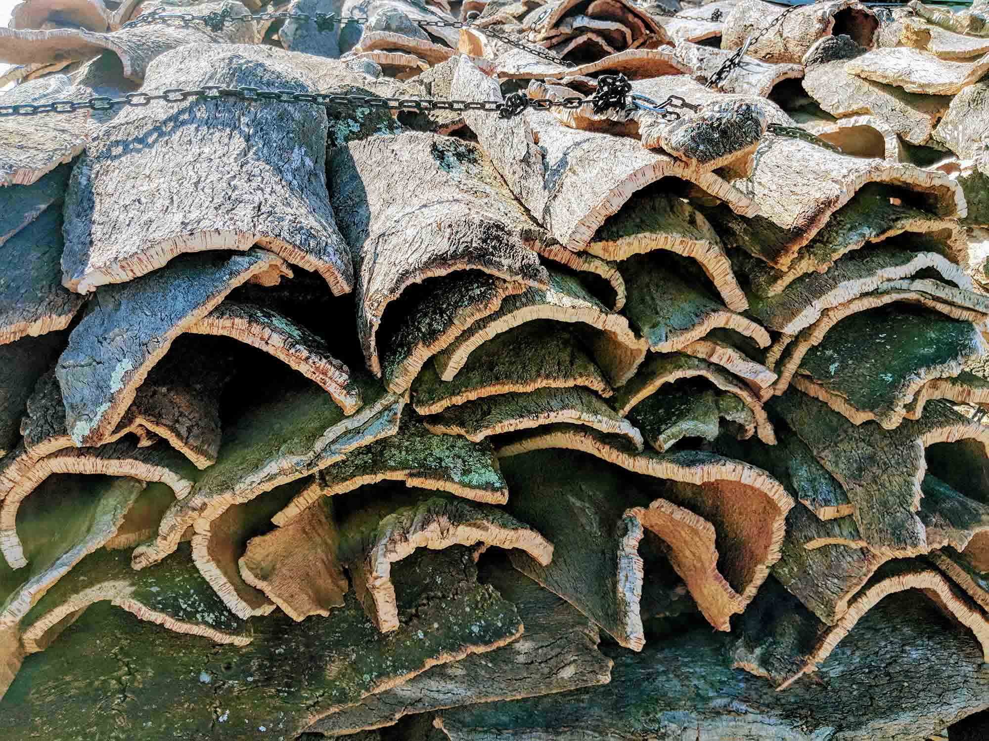 Cork drying in sun