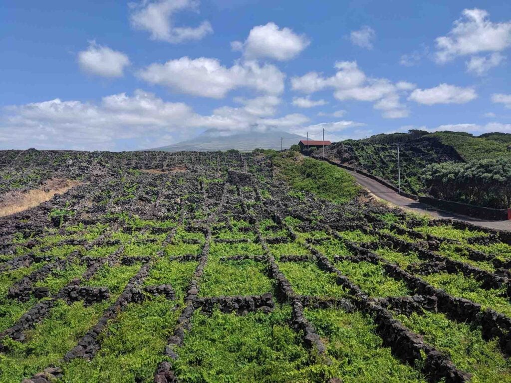 vineyards on Pico Island