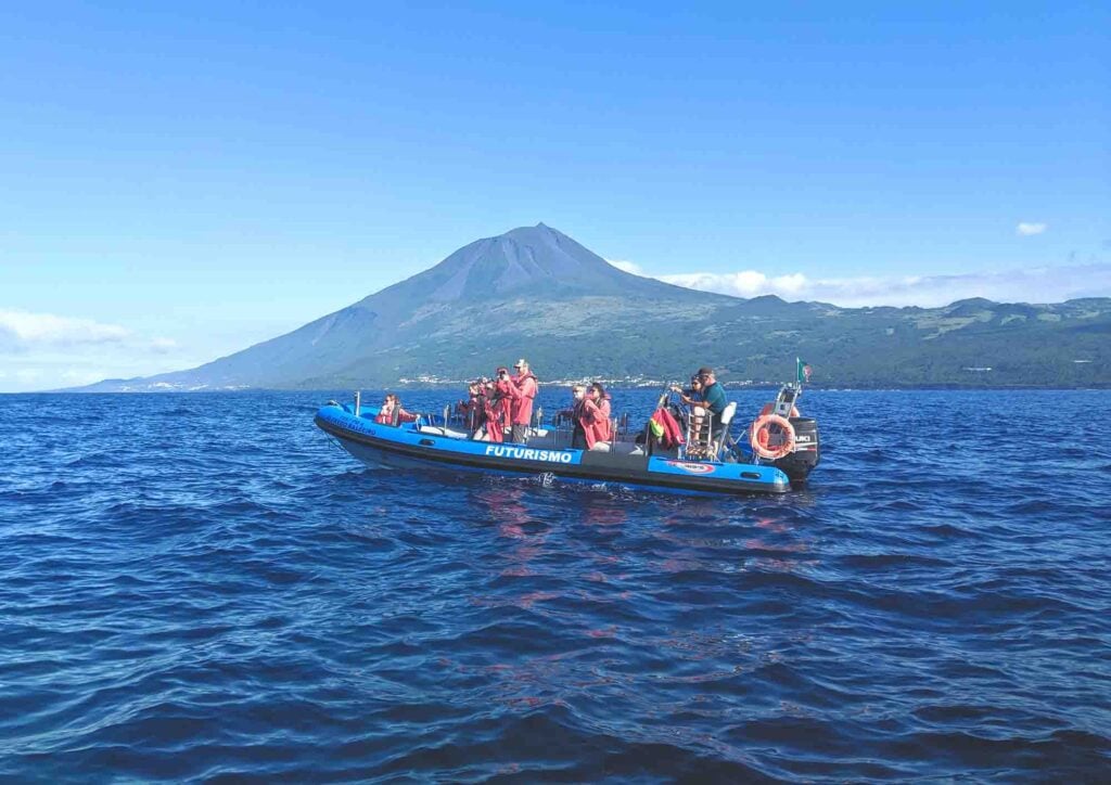 Pico whale watching boat