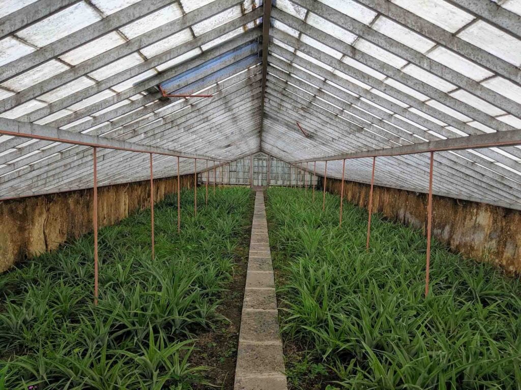 Inside a glass-roofed greenhouse in Portugal, rows of green plants line a stone path between metal supports and weathered walls.