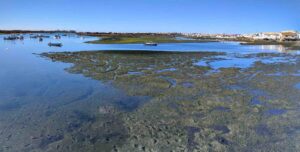 Panoramic view of a coastal landscape in Portugal with shallow water and boats anchored in the distance. Green patches of seaweed and sandbeds are visible at low tide. Houses with yellow roofs and a clear blue sky can be seen in the background.