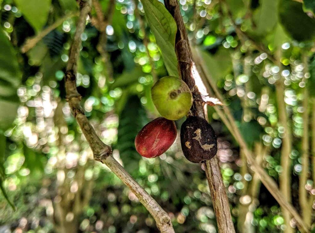 coffee beans at Cafe Nunes