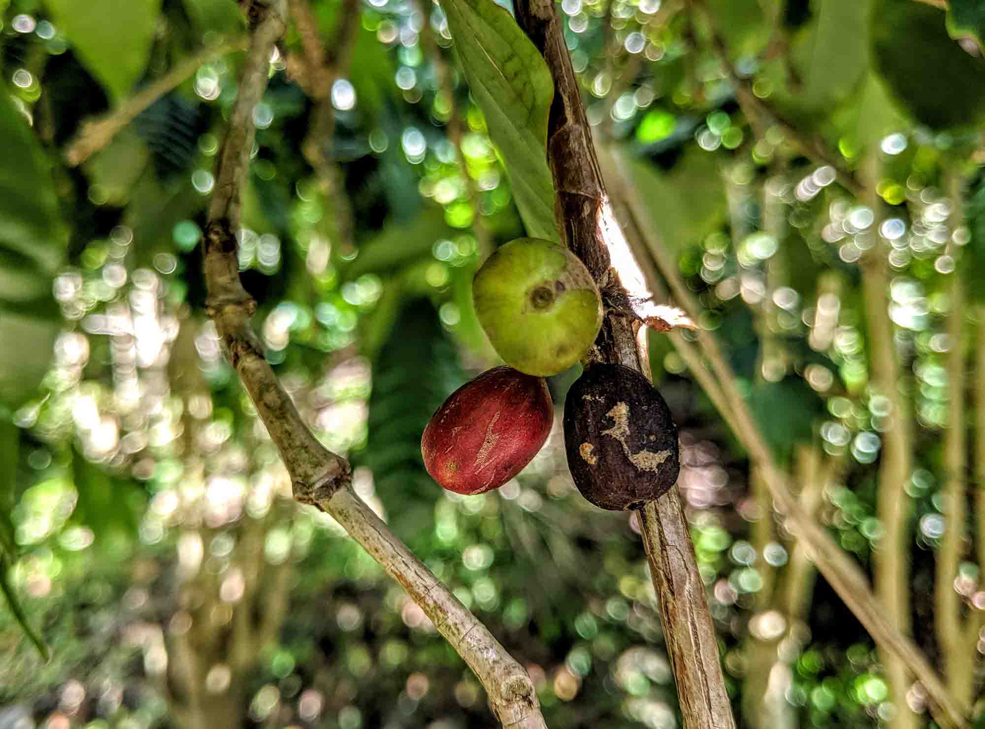 cafe nunes coffee plantation