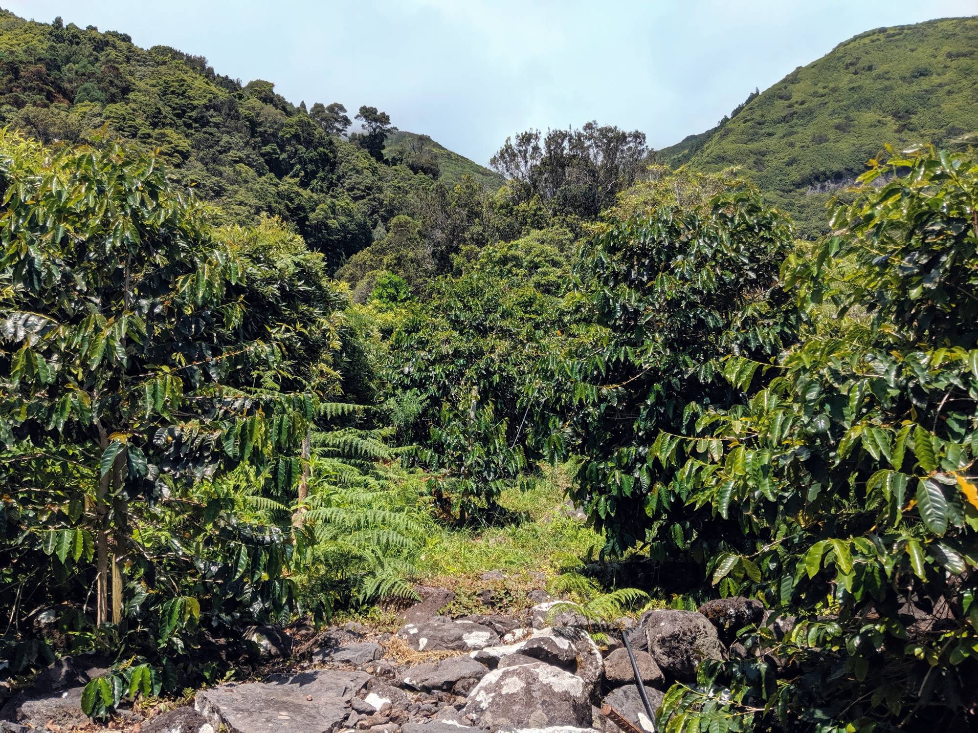 A lush, green forest with dense foliage covers a mountainous landscape in Portugal. The scene is filled with various trees and plants, with rocky terrain partially visible in the foreground. Sunlight filters through the cloudy sky, illuminating parts of the verdant slopes.