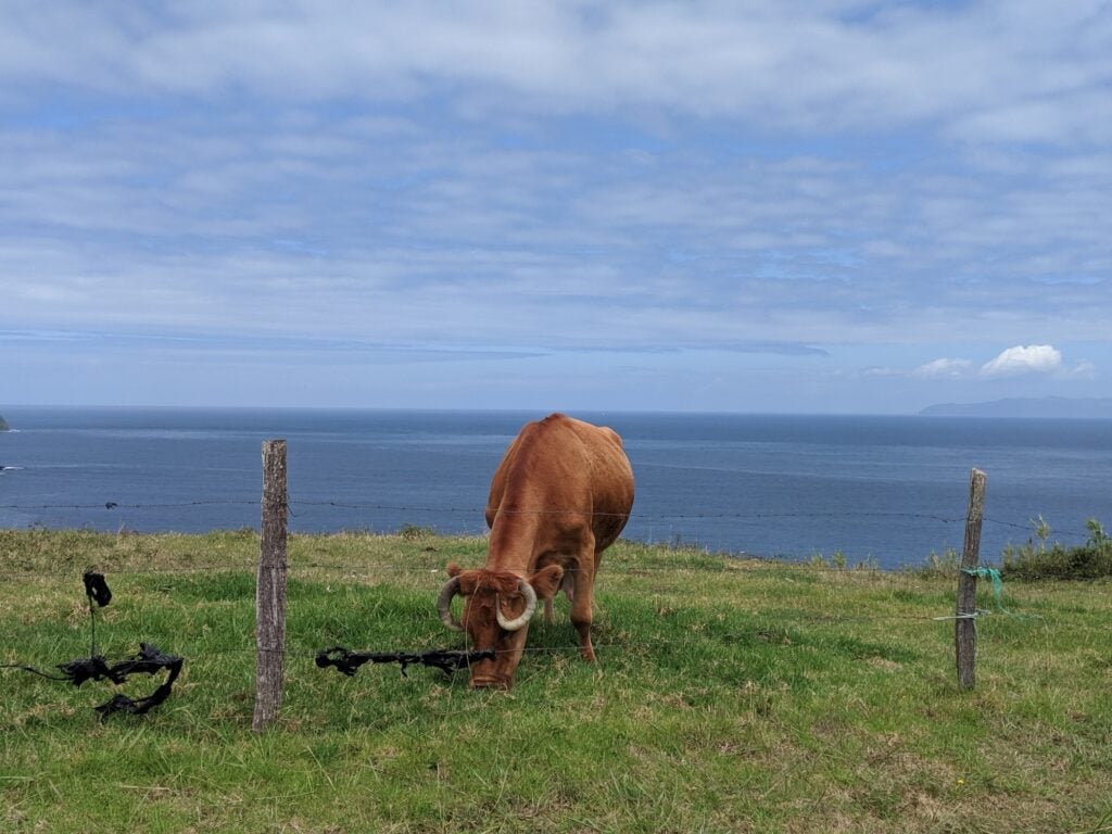 cow azores