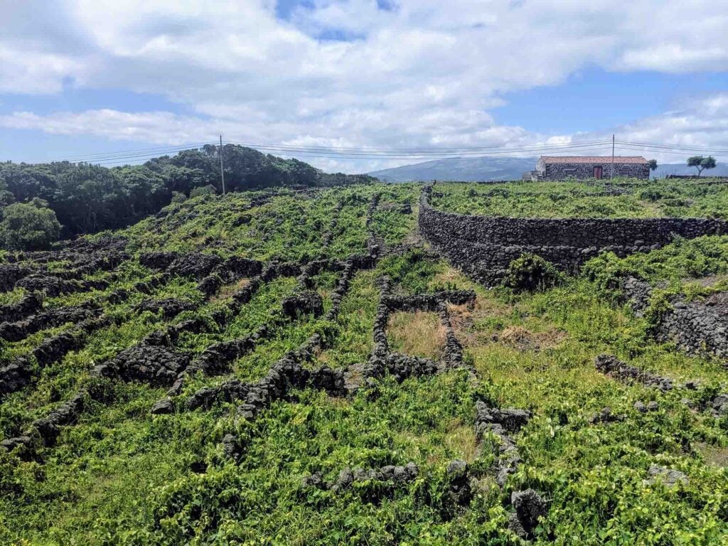 currais at pico vineyard