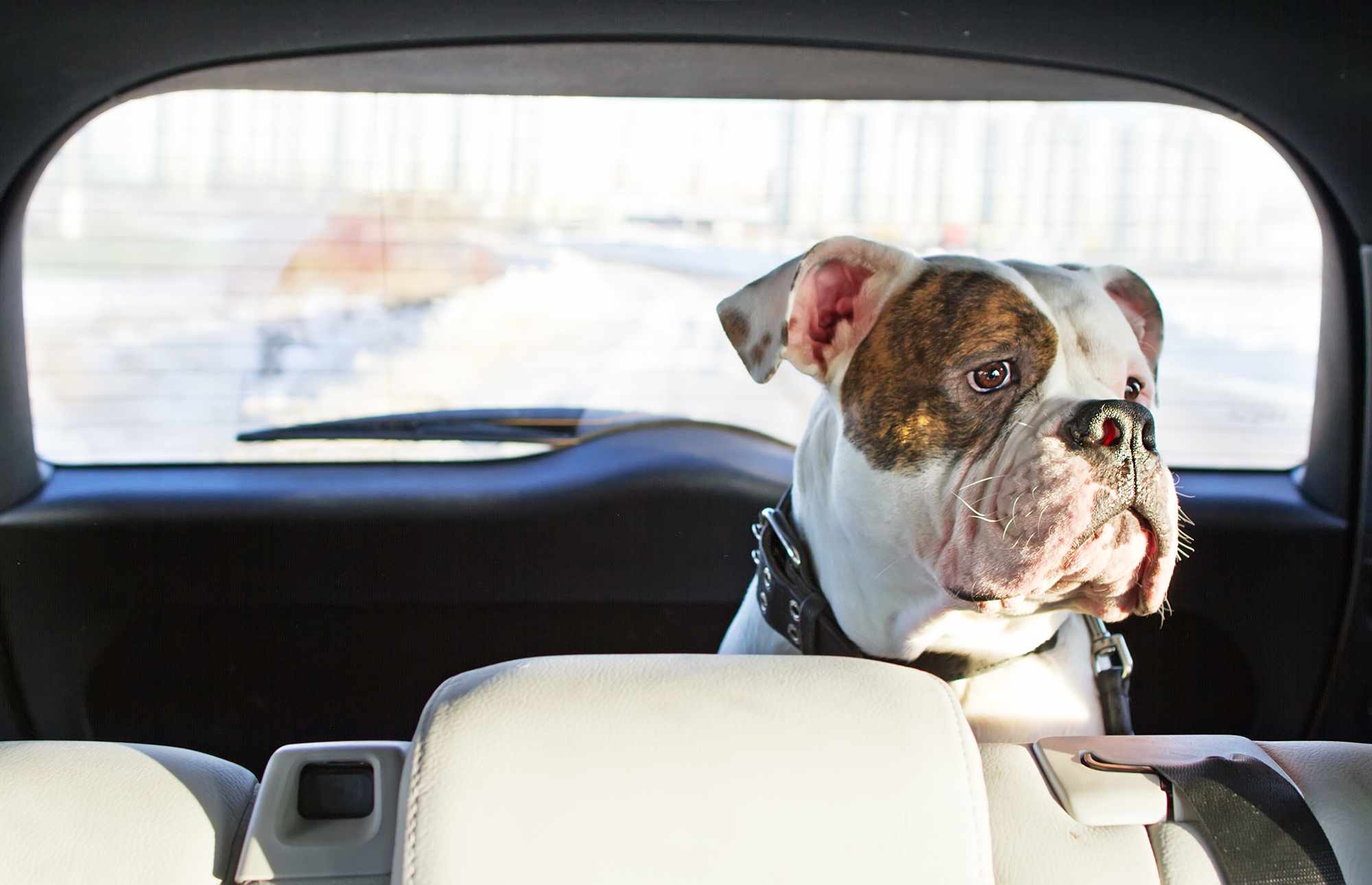 A white and brown bulldog sits in the back seat of a car, looking out the rear window. The dog wears a black collar and has a contemplative expression. Sunlight illuminates the interior and the snowy, urban landscape outside the car.