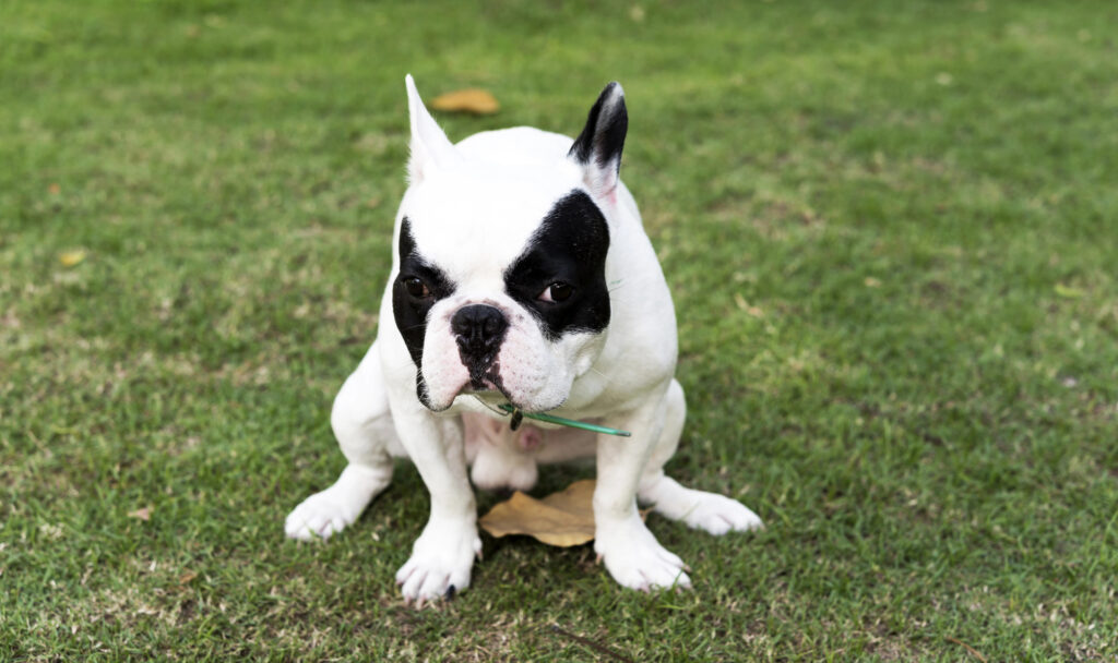 A white French Bulldog with black spots sits on green grass in Portugal, looking up with a serious expression, possibly outside a home.