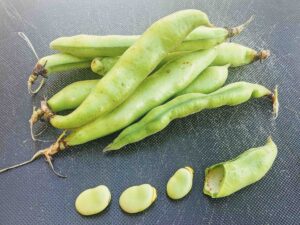 A group of fresh broad beans, some in their pods and some removed, displayed on a dark textured surface. One pod is open, revealing three light green beans next to it. The beans and pods have a natural, slightly uneven shape.