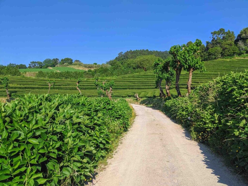 A narrow dirt path winds through lush green vegetation and terraced fields under a clear blue sky in Portugal. Trees with pruned branches line the path, and rolling hills are visible in the background. The scene is bright and vibrant, evoking a peaceful, rural atmosphere.