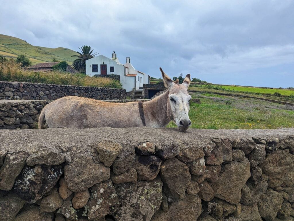 graciosa donkey