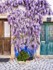A charming facade features a green door and a wooden door, both framed by stone walls. Cascading purple wisteria blossoms wrap around the entrance, their lush foliage nearly covering the doors. Cobblestone pavement adds to the quaint, picturesque scene.