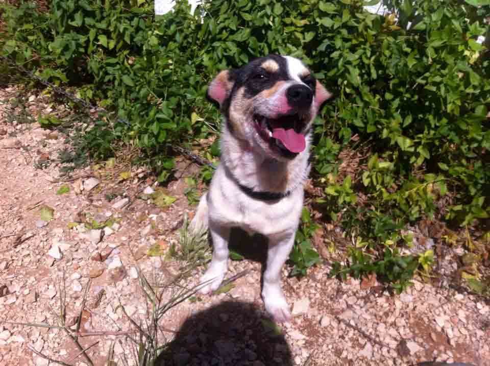 A small white and black dog with its mouth open, tongue out, and eyes squinting sits happily on a rocky path. Behind the dog is a lush green hedge. There is a shadow near the dog's paws, likely from the person taking the photo.