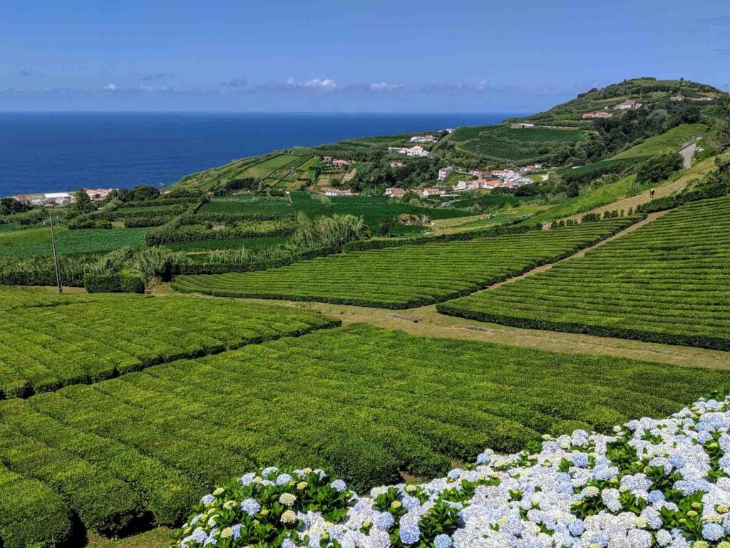 tea Porto Formoso